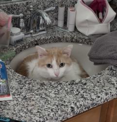 Lost Male Cat last seen Wiregrass & Santa Luce, Zephyrhills, FL 33543