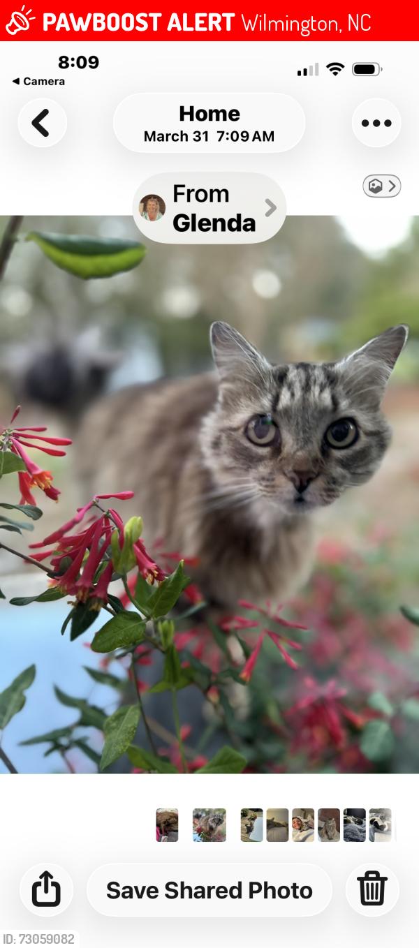 Lost Female Cat last seen Verdura, Treybrook, Navaho, Wilmington, NC 28409