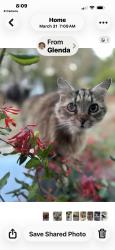 Lost Female Cat last seen Verdura, Treybrook, Navaho, Wilmington, NC 28409