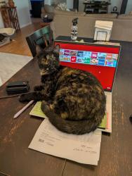 Lost Female Cat last seen S.Springhille Lane and W Springhill Drive, Faulkner County, AR 72058