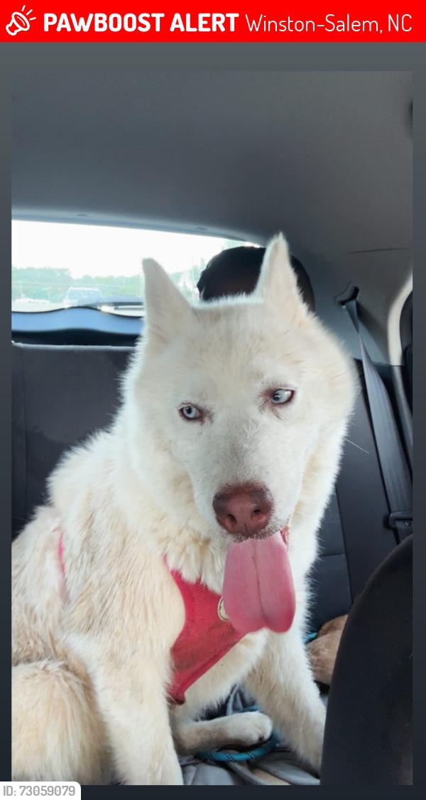 Lost Female Dog last seen Near almond st, Winston-Salem, NC 27127