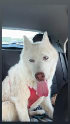 Lost Female Dog last seen Near almond st, Winston-Salem, NC 27127