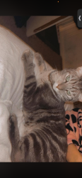 Lost Male Cat last seen Lewis court Milton avenue , Staffordshire, England B79