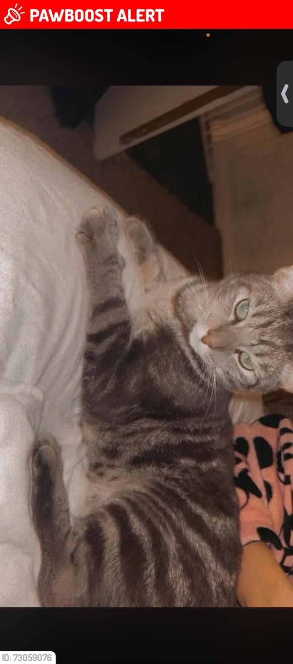 Lost Male Cat last seen Lewis court Milton avenue , Staffordshire, England B79