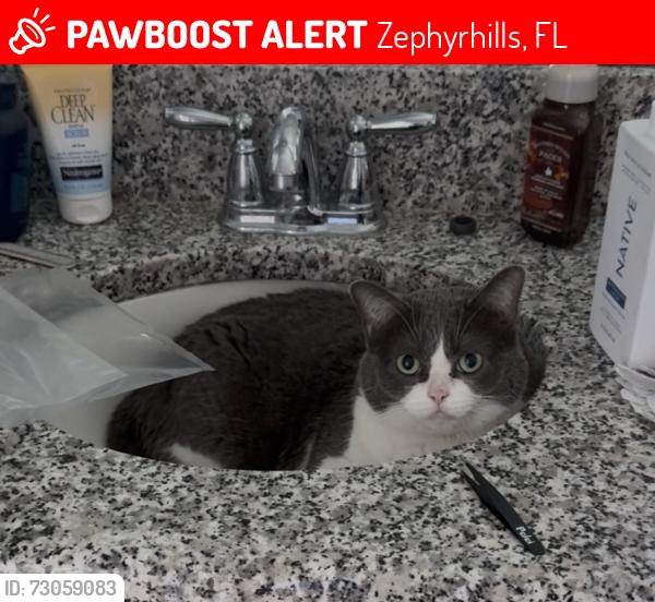 Lost Female Cat last seen Wiregrass & Santa Luce, Zephyrhills, FL 33543
