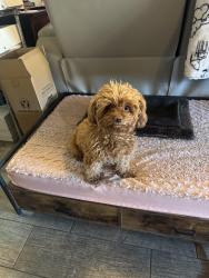 Lost Female Dog last seen Near Albany Way, Henderson, NV 89015