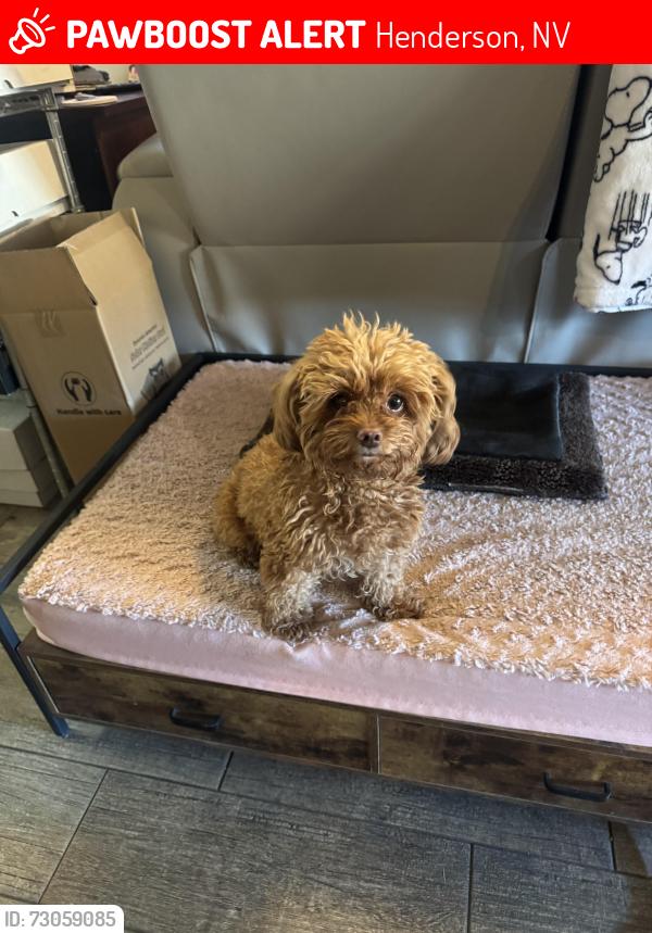 Lost Female Dog last seen Near Albany Way, Henderson, NV 89015
