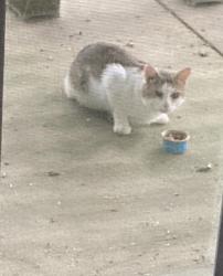 Found/Stray Unknown Cat last seen Ridgeview circle Daylesford blvd. , Tredyffrin Township, PA 19312
