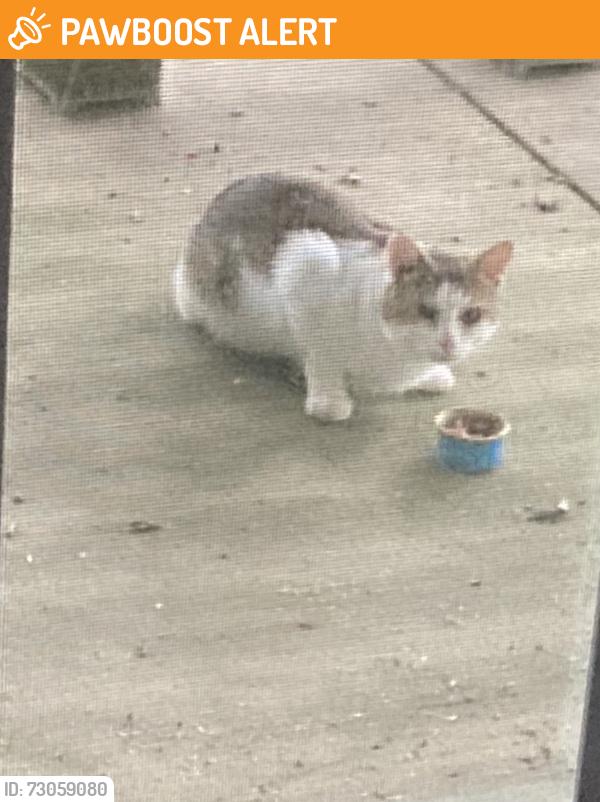 Found/Stray Unknown Cat last seen Ridgeview circle Daylesford blvd. , Tredyffrin Township, PA 19312