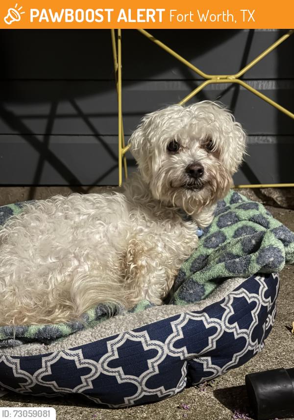 Found/Stray Male Dog last seen Eastchase and 30, he was found in the apt complex next to the chicken express., Fort Worth, TX 76120