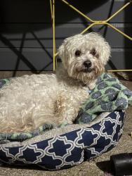 Found/Stray Male Dog last seen Eastchase and 30, he was found in the apt complex next to the chicken express., Fort Worth, TX 76120