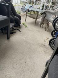 Found/Stray Male Cat last seen Academy street, Scranton, PA 18504