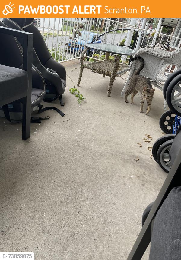 Found/Stray Male Cat last seen Academy street, Scranton, PA 18504