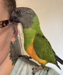 Lost Male Bird last seen U-Haul Neighborhood Dealer, Ruffs Dale, PA 15679