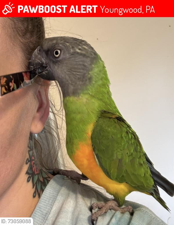 Lost Male Bird last seen U-Haul Neighborhood Dealer, Ruffs Dale, PA 15679