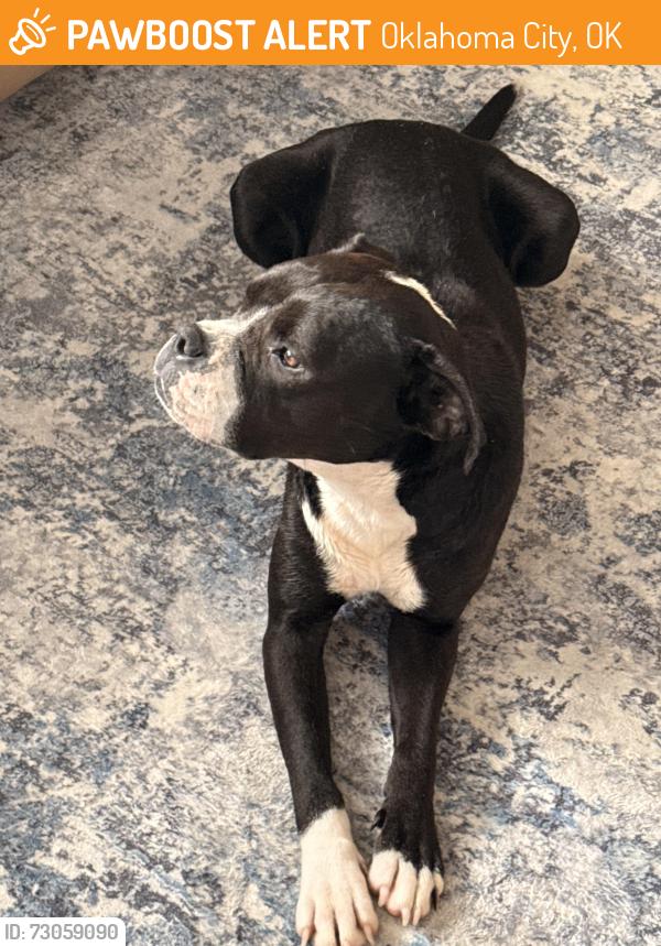 Found/Stray Female Dog last seen Northwest 36th and Shartel, Oklahoma City, OK 73118
