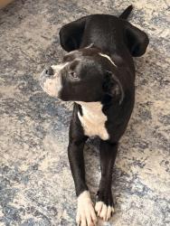 Found/Stray Female Dog last seen Northwest 36th and Shartel, Oklahoma City, OK 73118