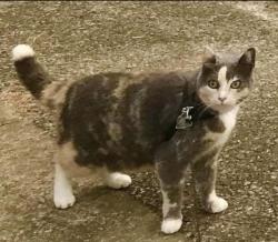 Lost Female Cat last seen Mount Lebanon Church Rd. / Cripple Creek Rd. / C And S Dr. / Fitts Rd., Greer, SC 29651