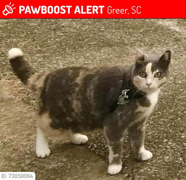 Lost Female Cat last seen Mount Lebanon Church Rd. / Cripple Creek Rd. / C And S Dr. / Fitts Rd., Greer, SC 29651