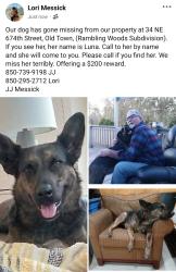 Lost Female Dog last seen Slemmers Ave (389th Ave), Old Town, FL 32680
