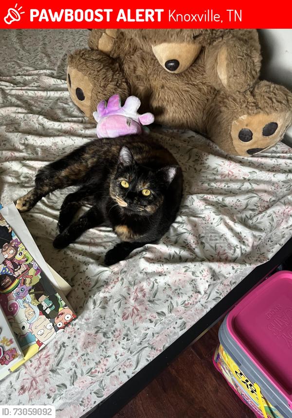 Lost Female Cat last seen Close to victor ash and northwest middle school, Knoxville, TN 37912