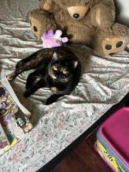 Lost Female Cat last seen Close to victor ash and northwest middle school, Knoxville, TN 37912