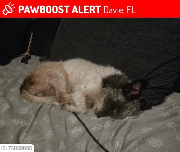 Lost Female Dog last seen Park at Kings Manor, Davie, FL 33325
