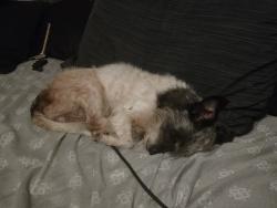 Lost Female Dog last seen Park at Kings Manor, Davie, FL 33325