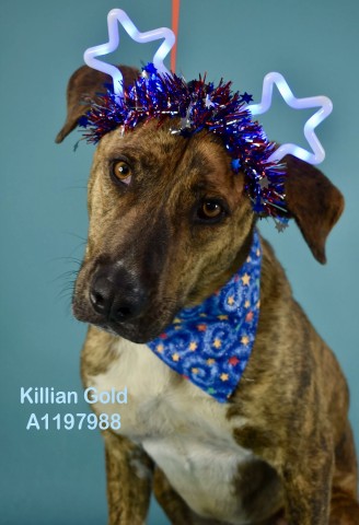 Shelter Stray Male Dog last seen Near BLOCK TEALE RD, BAKERSFIELD CA 93307, 3951 Fruitvale Ave, Bakersfield, CA 93308, USA
