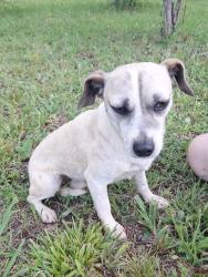 Found/Stray Male Dog last seen Hickory Airport RD, Hickory, NC 28601