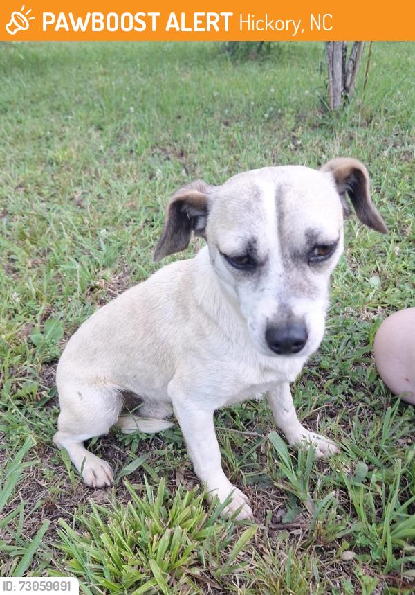 Found/Stray Male Dog last seen Hickory Airport RD, Hickory, NC 28601