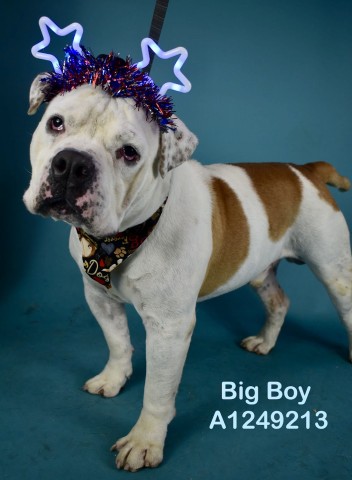 Shelter Stray Male Dog last seen Near BLOCK CORNELL ST, BAKERSFIELD CA 93305, 3951 Fruitvale Ave, Bakersfield, CA 93308, USA