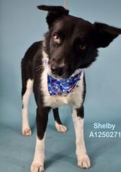 Shelter Stray Male Dog last seen Near BLOCK FARMERS LN, BAKERSFIELD CA 93307, 3951 Fruitvale Ave, Bakersfield, CA 93308, USA
