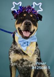 Shelter Stray Male Dog last seen E HOSKING RD, BAKERSFIELD CA 93307, 3951 Fruitvale Ave, Bakersfield, CA 93308, USA