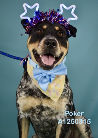 Shelter Stray Male Dog last seen E HOSKING RD, BAKERSFIELD CA 93307, 3951 Fruitvale Ave, Bakersfield, CA 93308, USA