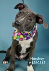 Shelter Stray Male Dog last seen Near BLOCK N CHESTER AVE, BAKERSFIELD CA 93308, 3951 Fruitvale Ave, Bakersfield, CA 93308, USA