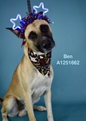 Shelter Stray Male Dog last seen Near BLOCK HERMOSA RD, BAKERSFIELD CA 93307, 3951 Fruitvale Ave, Bakersfield, CA 93308, USA
