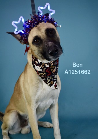 Shelter Stray Male Dog last seen Near BLOCK HERMOSA RD, BAKERSFIELD CA 93307, 3951 Fruitvale Ave, Bakersfield, CA 93308, USA