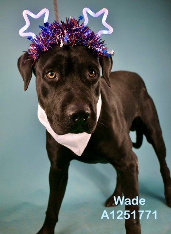 Shelter Stray Male Dog last seen Near MC COMBS RD, WASCO CA 93280, 3951 Fruitvale Ave, Bakersfield, CA 93308, USA