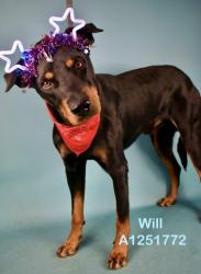 Shelter Stray Male Dog last seen Near MC COMBS RD, WASCO CA 93280, 3951 Fruitvale Ave, Bakersfield, CA 93308, USA