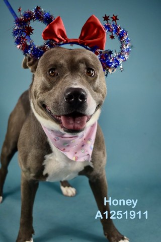 Shelter Stray Female Dog last seen Near BLOCK N CHESTER AVE, BAKERSFIELD CA 93308, 3951 Fruitvale Ave, Bakersfield, CA 93308, USA