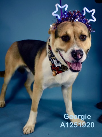 Shelter Stray Male Dog last seen N CHESTER AVE, BAKERSFIELD CA 93308, 3951 Fruitvale Ave, Bakersfield, CA 93308, USA