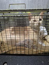 Shelter Stray Female Cat last seen Near BLOCK E YOUNG, 4710 TX-151, San Antonio, TX 78227, USA