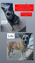Lost Unknown Dog last seen Fort Worth TX, Fort Worth, TX 76106