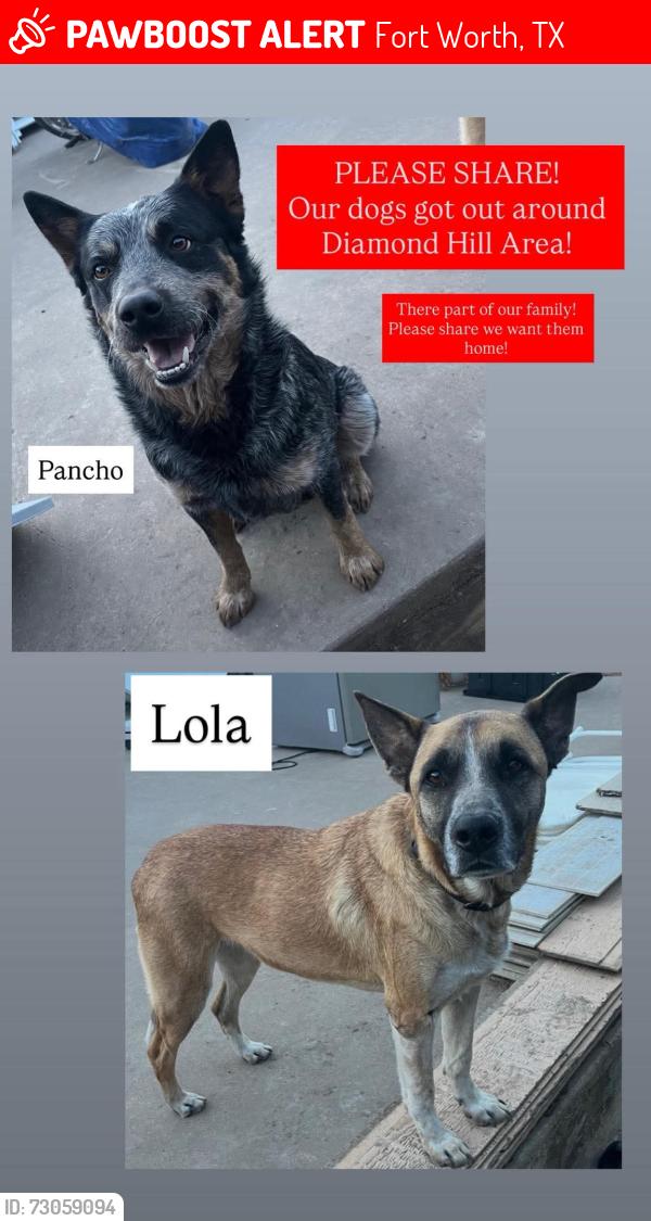 Lost Unknown Dog last seen Fort Worth TX, Fort Worth, TX 76106