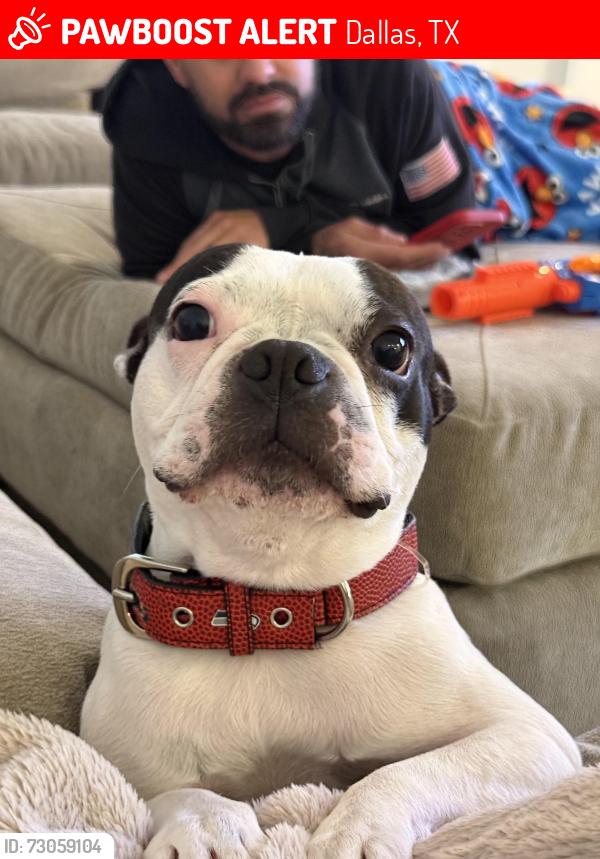 Lost Male Dog last seen Timber Falls and Misty Bluff in Dallas 75249, Dallas, TX 75249