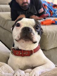 Lost Male Dog last seen Timber Falls and Misty Bluff in Dallas 75249, Dallas, TX 75249