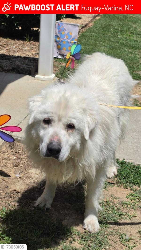 Lost Male Dog last seen Near Ridgeford ct, Fuquay-Varina, NC 27526