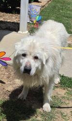 Lost Male Dog last seen Near Ridgeford ct, Fuquay-Varina, NC 27526