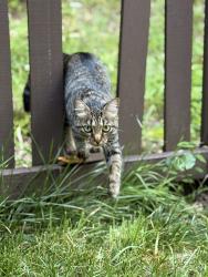 Found/Stray Unknown Cat last seen On a street near the pool in High Vista., Mills River, NC 28759